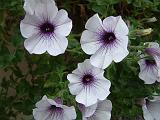 Petunia White 